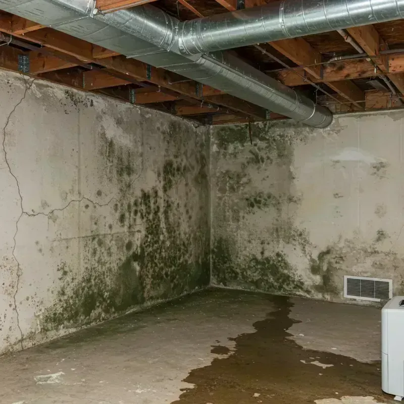 Professional Mold Removal in South Beach, FL